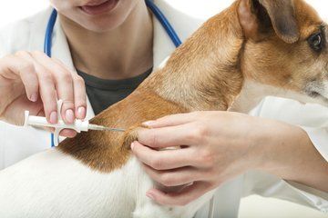 dog treatment