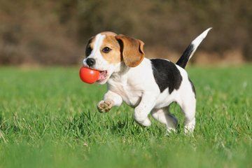 playing dog