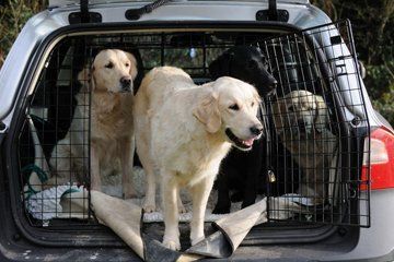 pet taxi