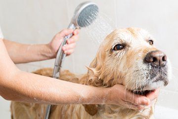 dog bathing