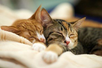 cat breed