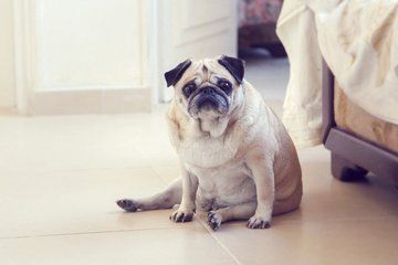 pug