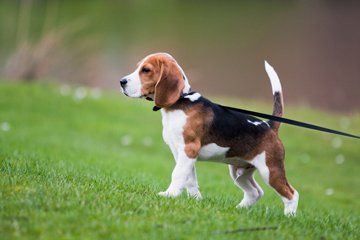 medium breed dogs