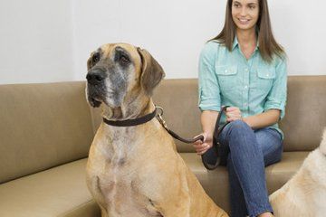 great dane dog