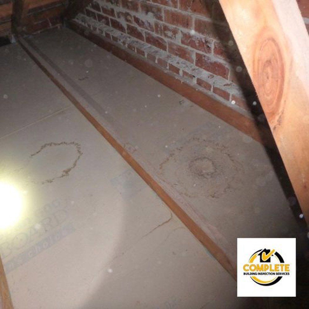 Ceiling — Complete Building Inspections in Kembla Grange NSW