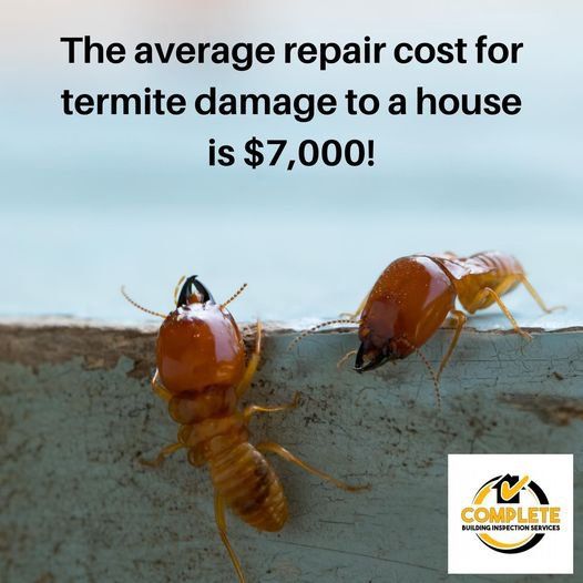 Termite Inspection Advertisement — Complete Building Inspections in Kembla Grange NSW
