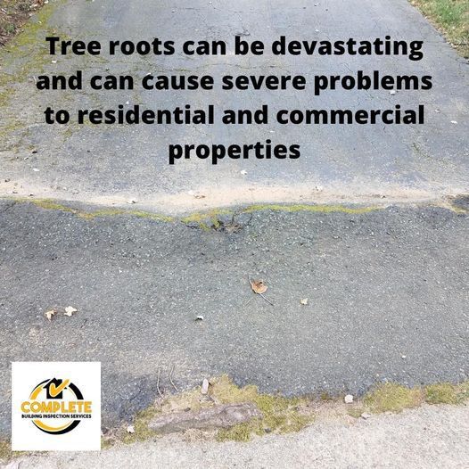Tree Roots — Complete Building Inspections  in Kembla Grange NSW