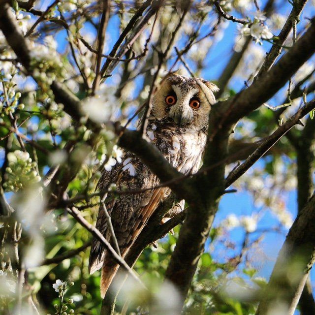 Ransuilen in de boom bij Nij Bonga in Holwert, in de Friese natuur