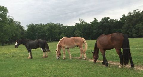 Our horses are ready to serve you in Little Rock, AR horse drawn carriages in arkansas