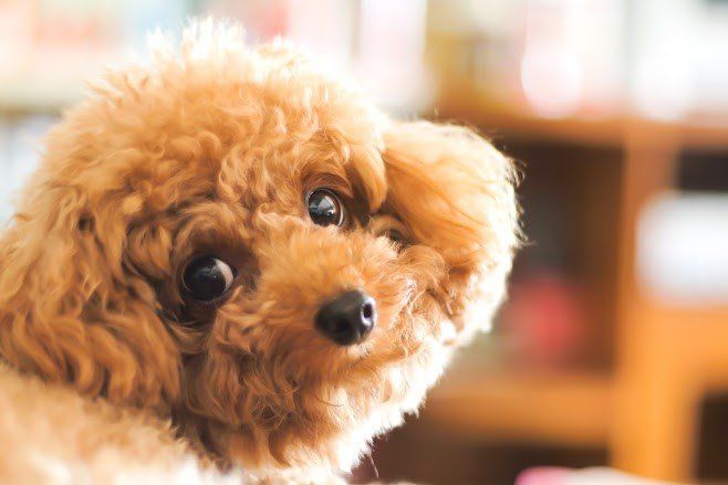 Cute Brown Dog — Jacksonville, FL — Baywood Animal Hospital