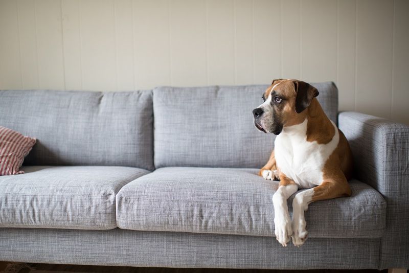 Large Dog Sitting On The Couch — Jacksonville, FL — Baywood Animal Hospital Large Dog Sitting On The Couch — Jacksonville, FL — Baywood Animal Hospital