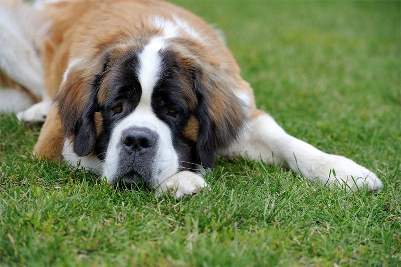 Veterinary — Dog Lying Down in Jacksonville, FL