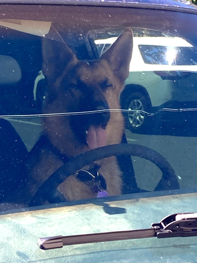 German shepherd sitting behind a car windshield, looking forward with the steering wheel in front.