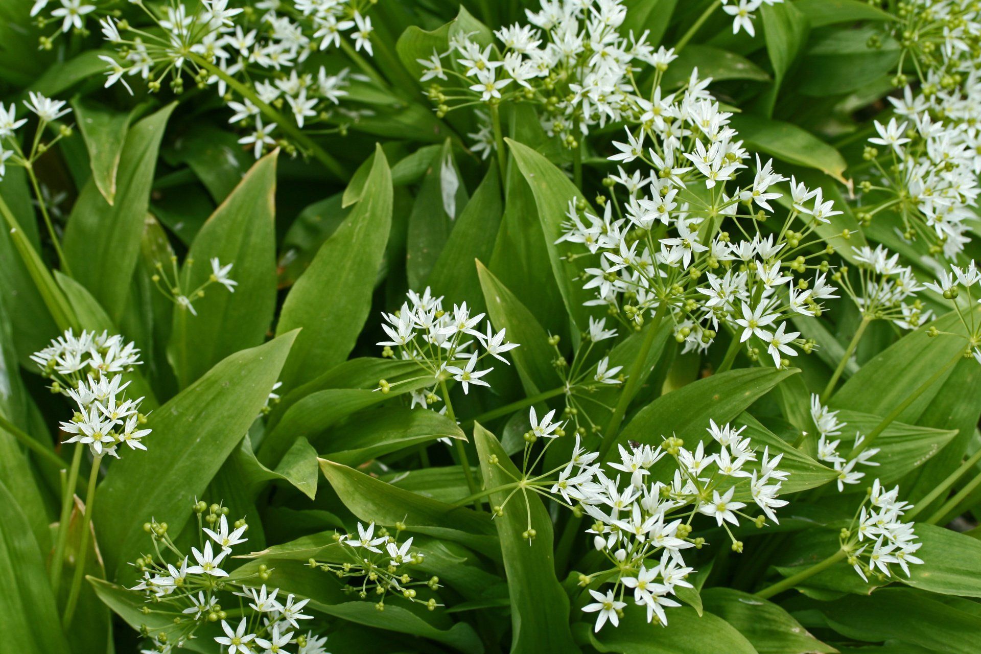 Wild Garlic Chutney Recipe