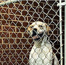 kennels