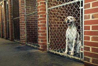 kennel fencing kennel fencing