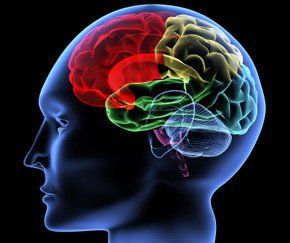 drawing of different parts of the neurological area of the brain