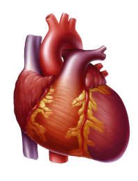 drawing of heart