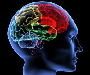 neurological rendering of the brain
