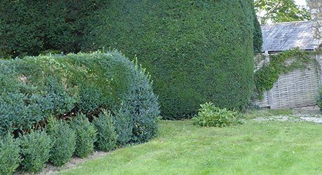 Garden renovation and maintenance
