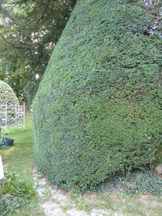 hedge cutting