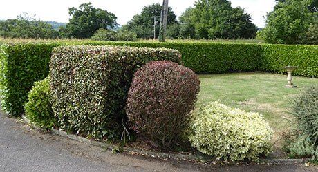 hedge cutting