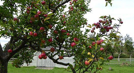 Apple trees