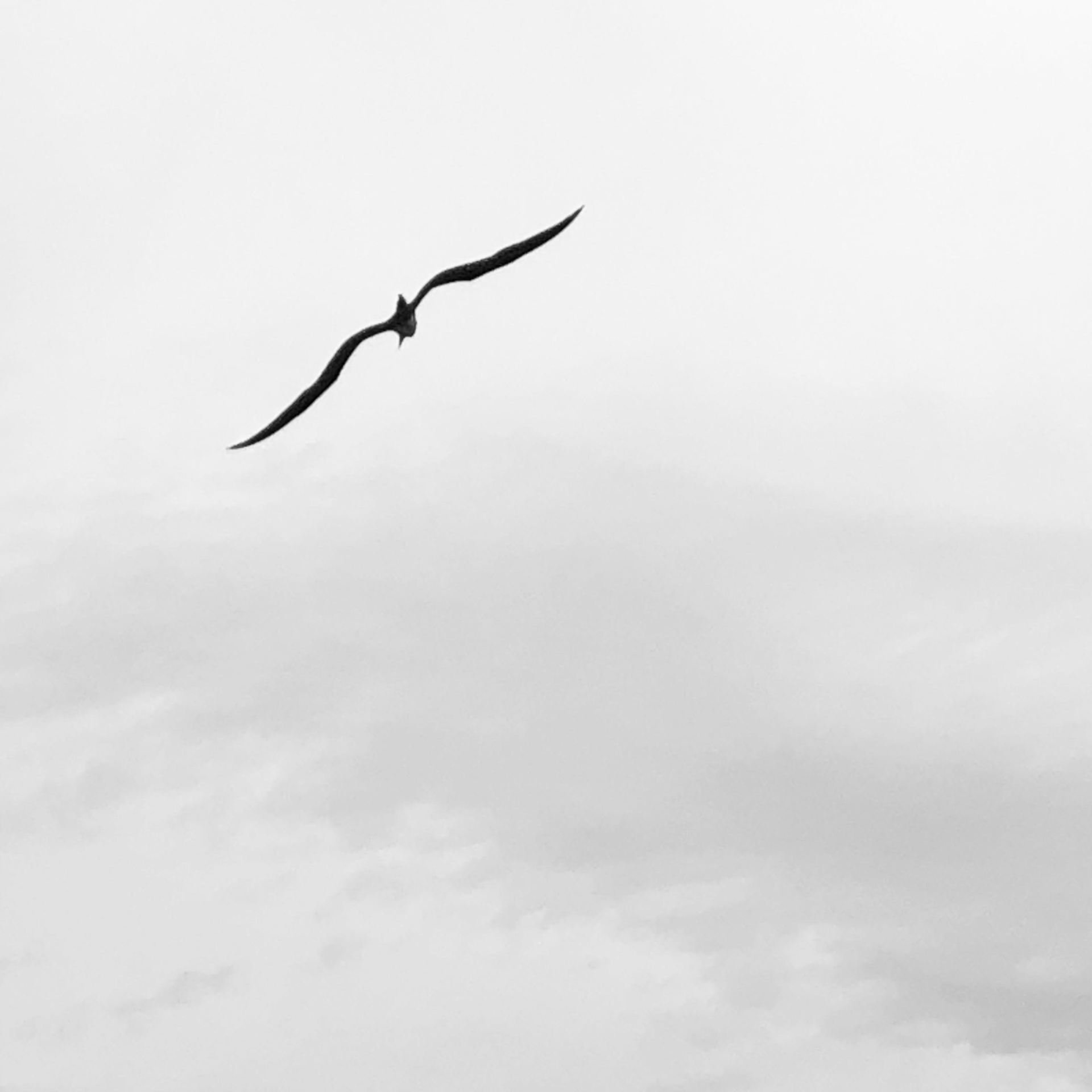 avistamiento de aves, fauna silvestre, bird watching 