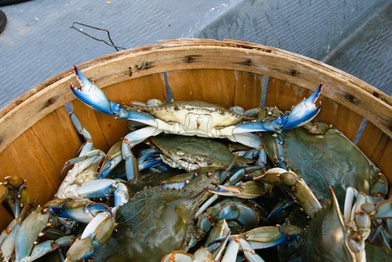 Assorted Seafood — Bozman, MD — PT Hambleton Seafood