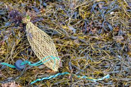 Lobster Bait Bag — Bozman, MD — PT Hambleton Seafood Lobster Bait Bag — Bozman, MD — PT Hambleton Seafood