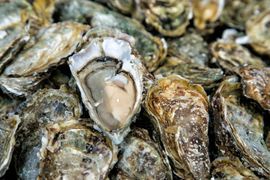 Oysters — Bozman, MD — PT Hambleton Seafood Oysters — Bozman, MD — PT Hambleton Seafood