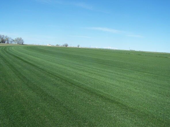 Field - Sod Installation in Colorado Springs, CO