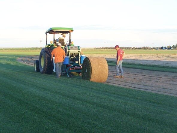 Installing Sod - Sod Farm in Colorado Springs, CO