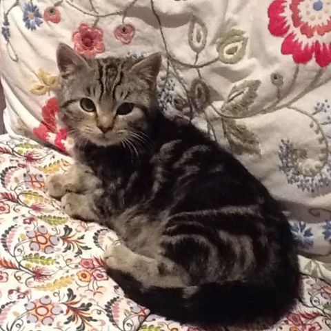 Heated cattery