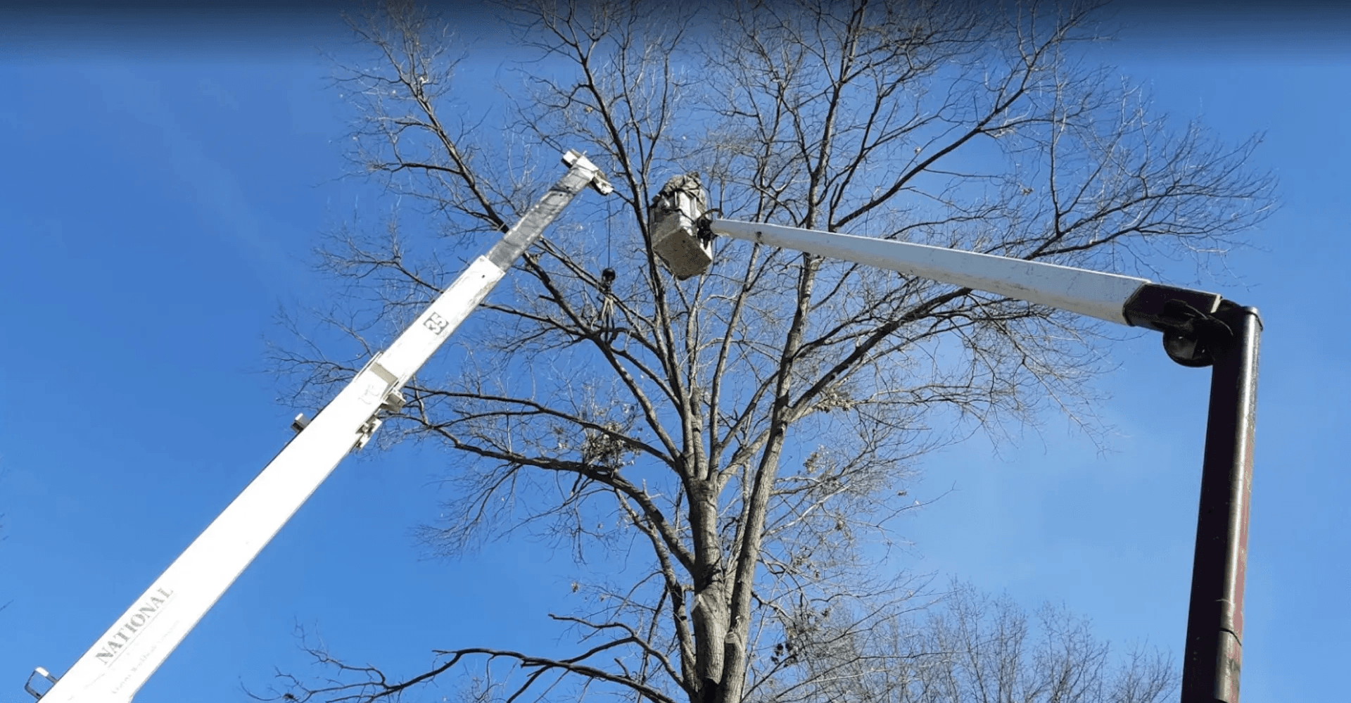 tree service