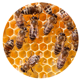 Termite Extermination & Protection That Lasts 10 Years Bees