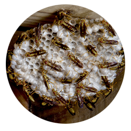 Termite Extermination & Protection That Lasts 10 Years Yellow Jackets
