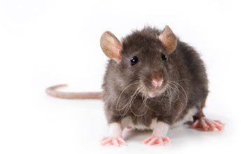 Pest Control in West Deptford New Jersey-Absolute Exterminating CO. INC Rodents Pest Control in West Deptford New Jersey-Absolute Exterminating CO. INC Rodents