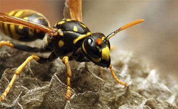 Pest Control in West Deptford New Jersey-Absolute Exterminating CO. INC Bees and Wasps Pest Control in West Deptford New Jersey-Absolute Exterminating CO. INC Bees and Wasps
