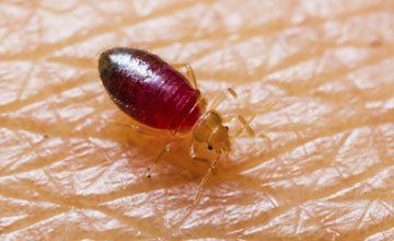 Pest Control in West Deptford New Jersey-Absolute Exterminating CO. INC Bed bugs Pest Control in West Deptford New Jersey-Absolute Exterminating CO. INC Bed bugs