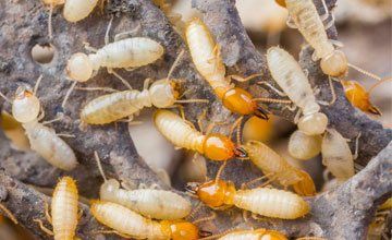 Pest Control in West Deptford New Jersey-Absolute Exterminating CO. INC Termites Pest Control in West Deptford New Jersey-Absolute Exterminating CO. INC Termites
