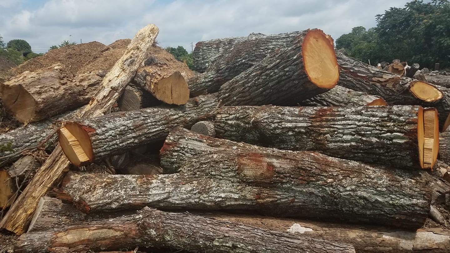 White Oak Log Pile