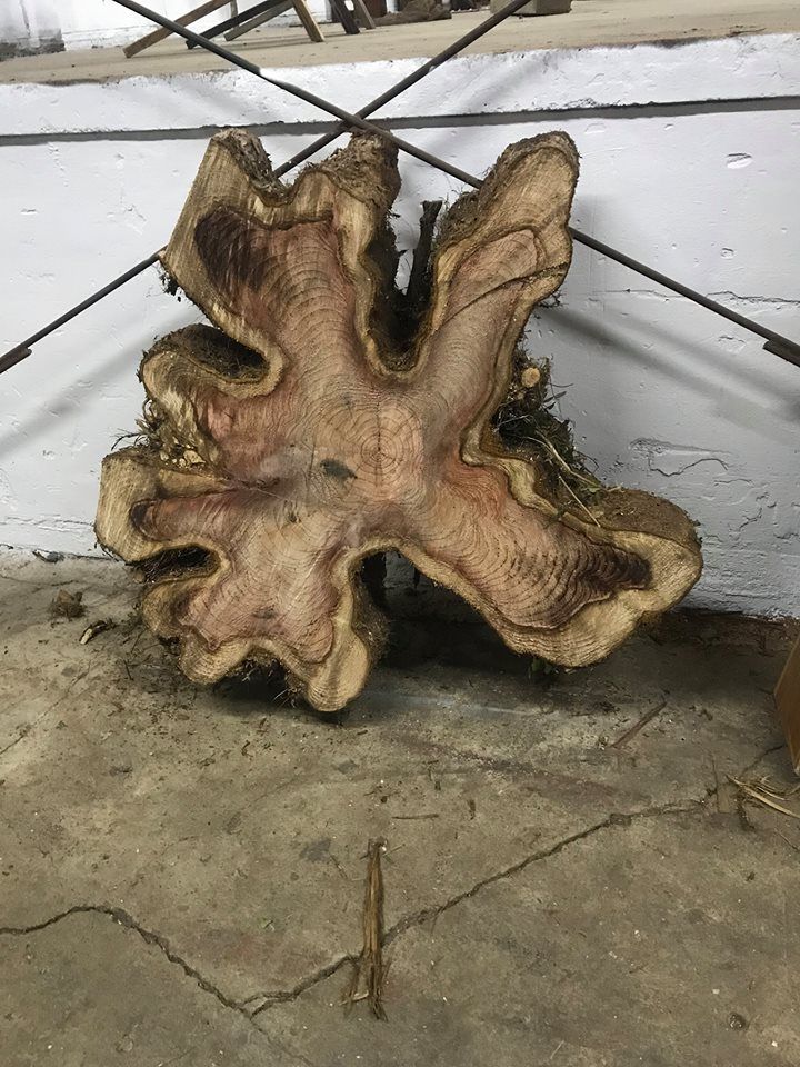 Kiln dried tree cookie.