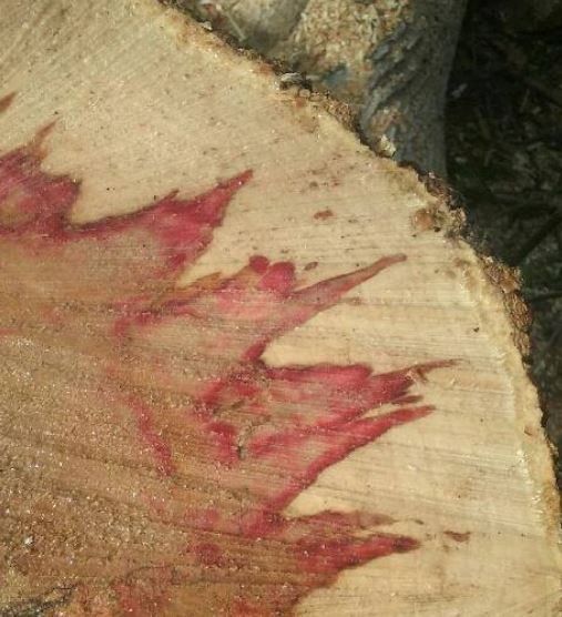 Flaming Box Elder