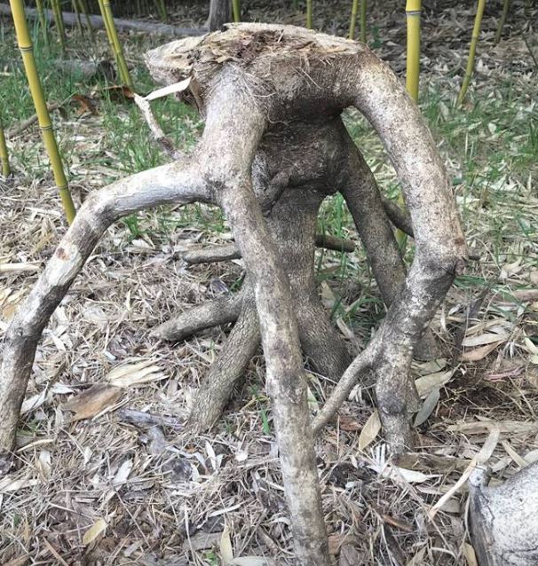 Odd Tree Growths