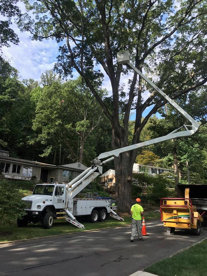 Brown Hound Tree Service working to source logs.