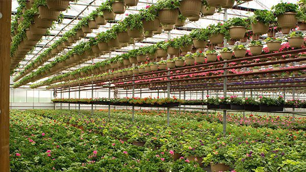 plants nursery