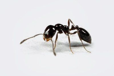 ant