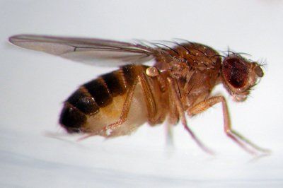 fly