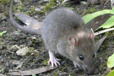 mice